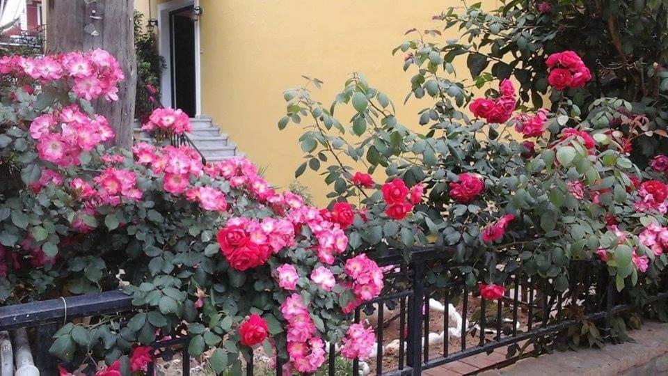 Margaritas' Rooms Агиос Гордиос Екстериор снимка